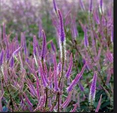 purple flowers are blooming in the field