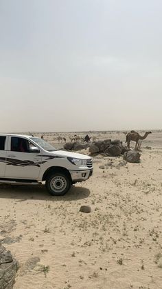 a white truck parked in the desert with camels behind it