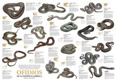 an image of snakes that are in spanish