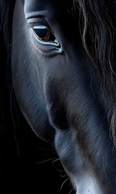 a close up of a black horse's face