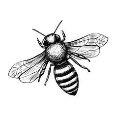 a black and white drawing of a bee