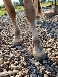 the legs and feet of a horse walking on rocks