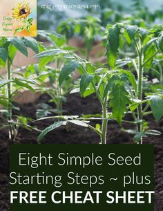 a close up of plants with the words eight simple seed starting steps plus free heat sheet