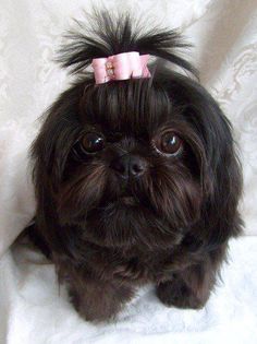 a small black dog with a pink bow on it's head sitting on a white blanket