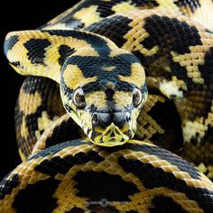 a yellow and black snake with it's head on the end of its neck