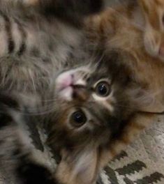 an orange and white cat laying on its back with it's paws in the air