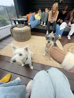 two small dogs sitting on top of a wooden floor next to people in jeans and slippers