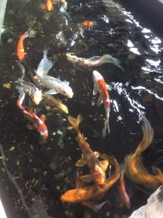 many fish are swimming in the water together