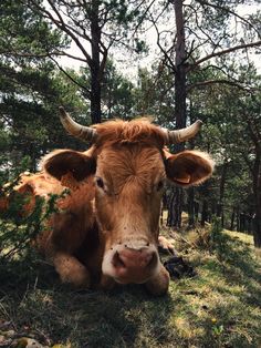 a brown cow laying down in the grass near some trees and pine needles, looking at the camera