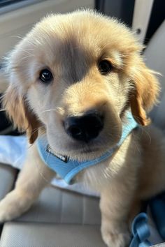 a puppy sitting in the back seat of a car wearing a blue harness and looking at the camera