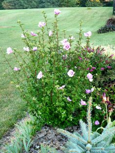 some pink flowers are growing in the grass