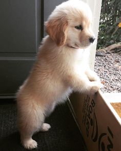 a small puppy standing on its hind legs in a cardboard box looking out the window