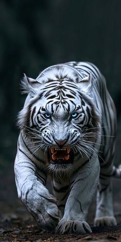 a white tiger with blue eyes running on the ground