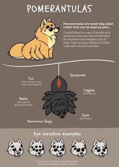 the anatomy of an animal's head and its features info sheet with instructions on how to