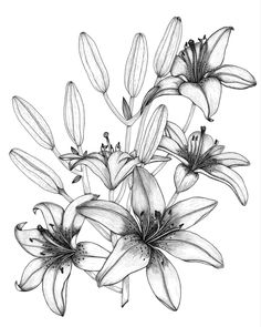 black and white drawing of lilies on a white background with space for text or image