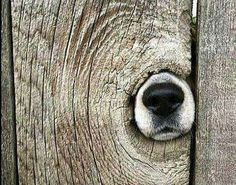 a dog poking its head out of a hole in a wooden fence with the caption, very rare specimen of dogwood photo anthony photography in boise