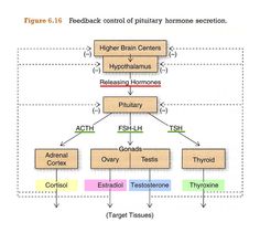 prolactin inhibition of gnrh Study Tools, Anatomy And Physiology, Anatomy