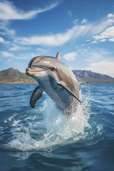 a dolphin jumping out of the water