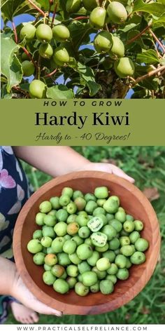 a person holding a wooden bowl filled with green fruit and the words how to grow hard kiwi