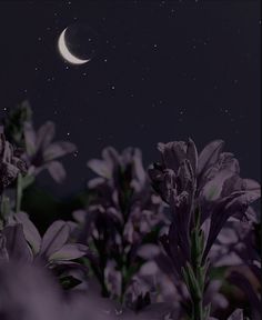 the moon is shining over some purple flowers