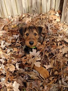 a small dog laying on top of leaves