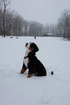 a black and white dog sitting in the snow looking up at something off to the side