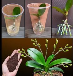 three pictures showing different stages of growing plants in plastic cups with dirt inside and below