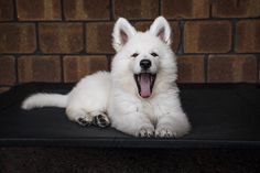 a white dog laying on top of a black table next to a brick wall with it's mouth open