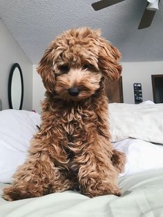 a brown dog sitting on top of a bed