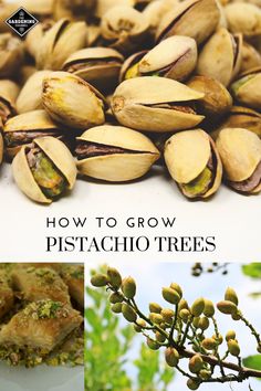 how to grow pistachio trees