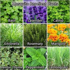 many different types of plants with names