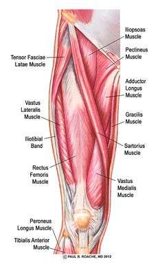 the muscles are labeled in this diagram