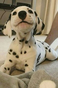 Dalmatian, Dogs