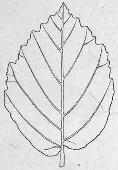 a drawing of a large leaf