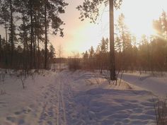 the sun shines through the trees and snow