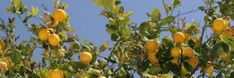 lemons growing on the tree with blue sky in the backgrounnd and green leaves