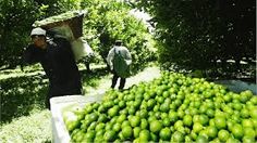 two men carrying large bags of green fruit on their backs in an apple orchard, while another man walks behind them