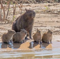 a group of capybaras are standing in the water