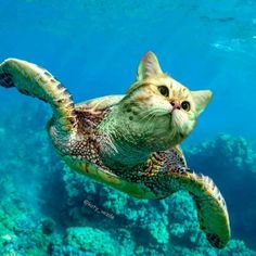 a cat is swimming in the water with a turtle on it's back,