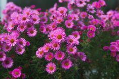 many pink flowers are growing in the garden