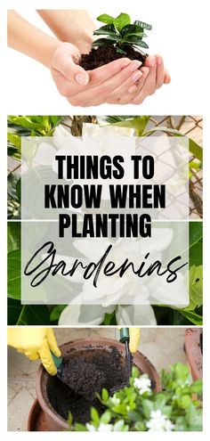 hands holding plants with text overlaying things to know when planting bridelins