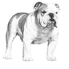 a drawing of a bulldog on a transparent background, hd png downloads and