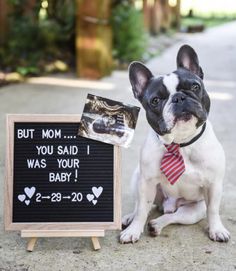 a dog sitting next to a sign that says, but mom i you said your baby