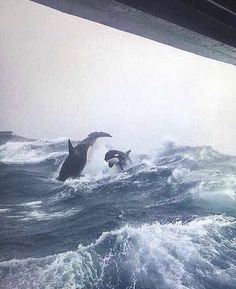 two humpbacks are jumping out of the water