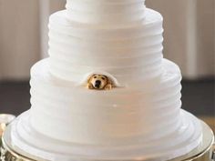 a wedding cake with a dog peeking out from under it