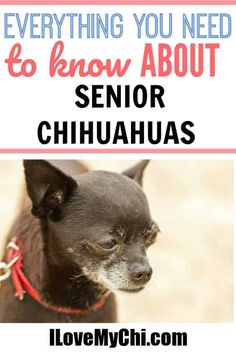 a small dog with the words everything you need to know about senior chihuahuas