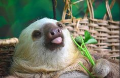 a sloth holding onto a green plant with its tongue hanging out