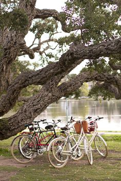 several bicycles are parked in front of a large tree near the water's edge