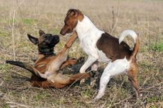 two dogs playing with each other on the ground in a field, one is brown and white