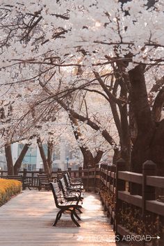 two park benches sitting next to each other on a wooden walkway under blooming trees